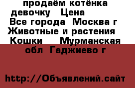 продаём котёнка девочку › Цена ­ 6 500 - Все города, Москва г. Животные и растения » Кошки   . Мурманская обл.,Гаджиево г.